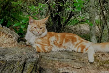 How Long Do Maine Coon Cats Live