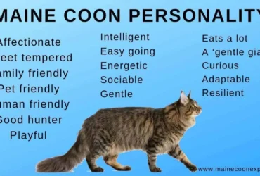 Purebred Maine Coon Personality Traits